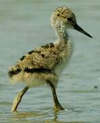 Black-winged Stilt