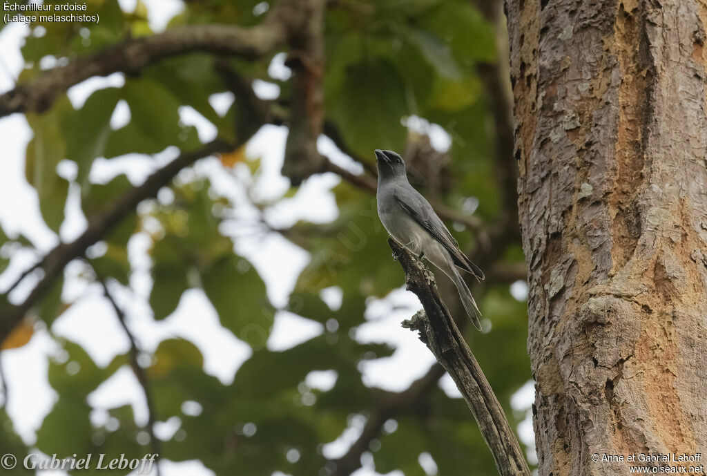 Black-winged Cuckooshrike female