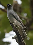 Black-winged Cuckooshrike