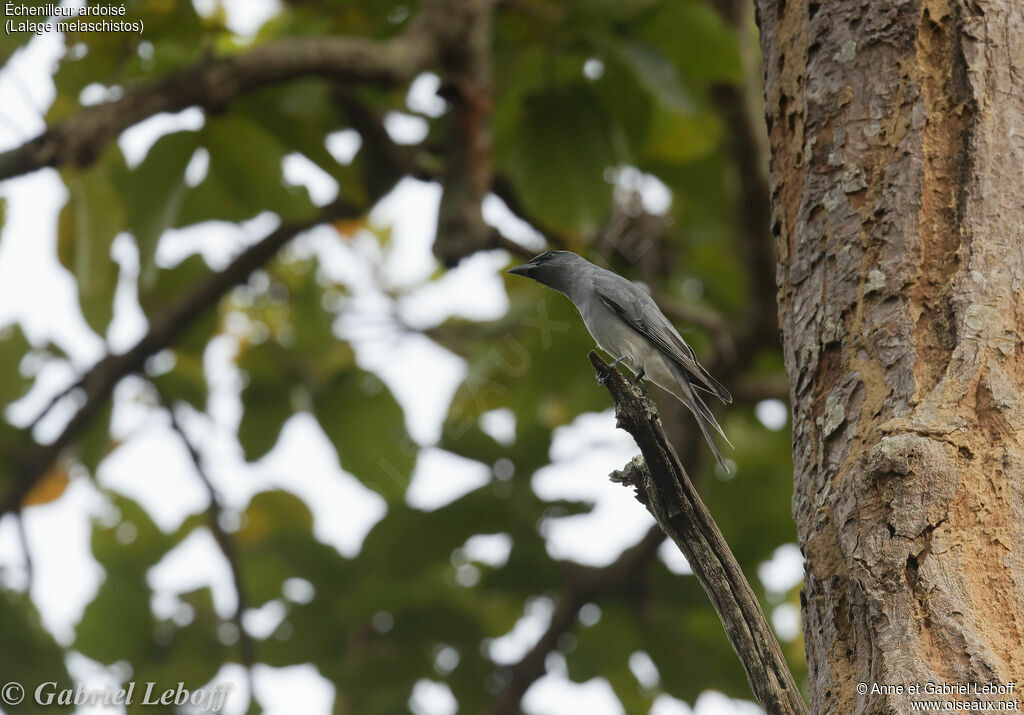 Black-winged Cuckooshrike female