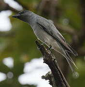 Black-winged Cuckooshrike