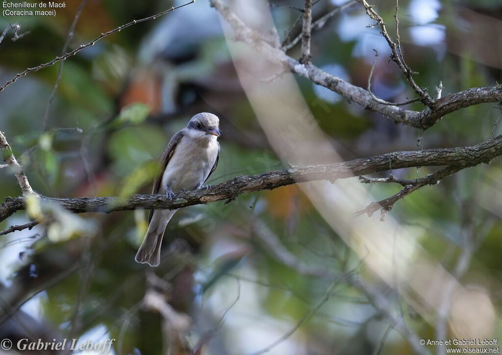 Large Cuckooshrike