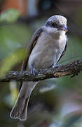 Large Cuckooshrike