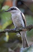 Large Cuckooshrike