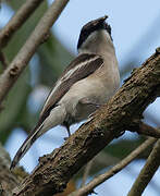 Bar-winged Flycatcher-shrike