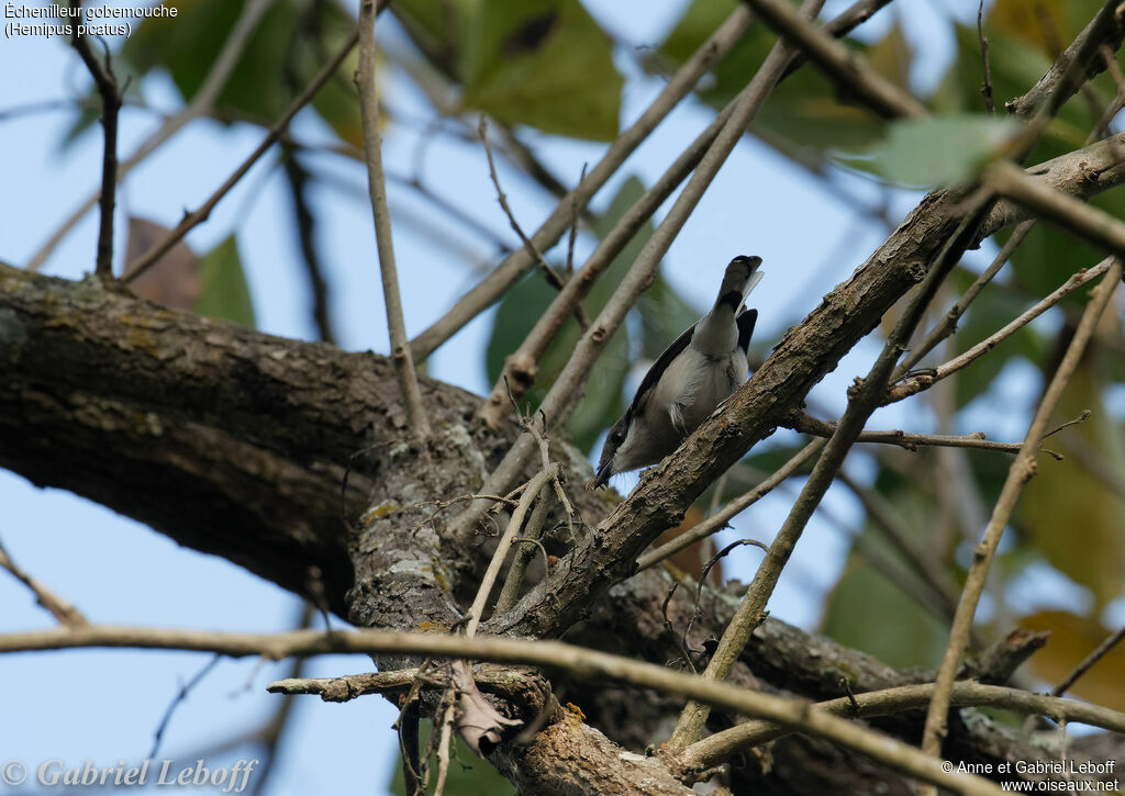 Bar-winged Flycatcher-shrike male