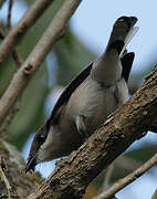 Bar-winged Flycatcher-shrike