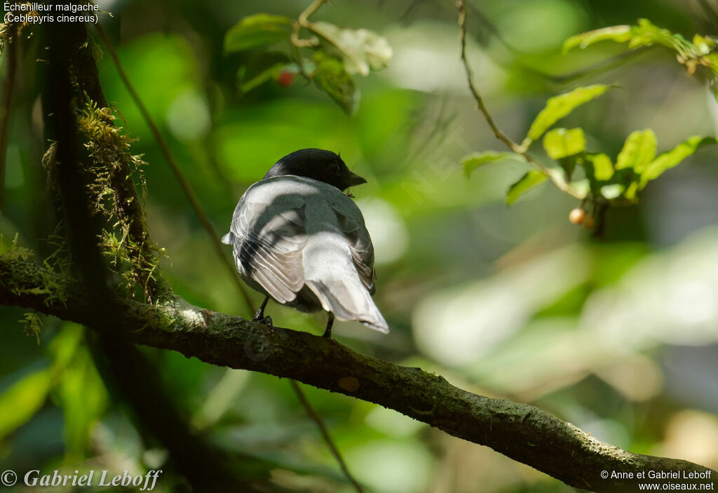 Madagascar Cuckooshrike