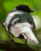 Madagascar Cuckooshrike