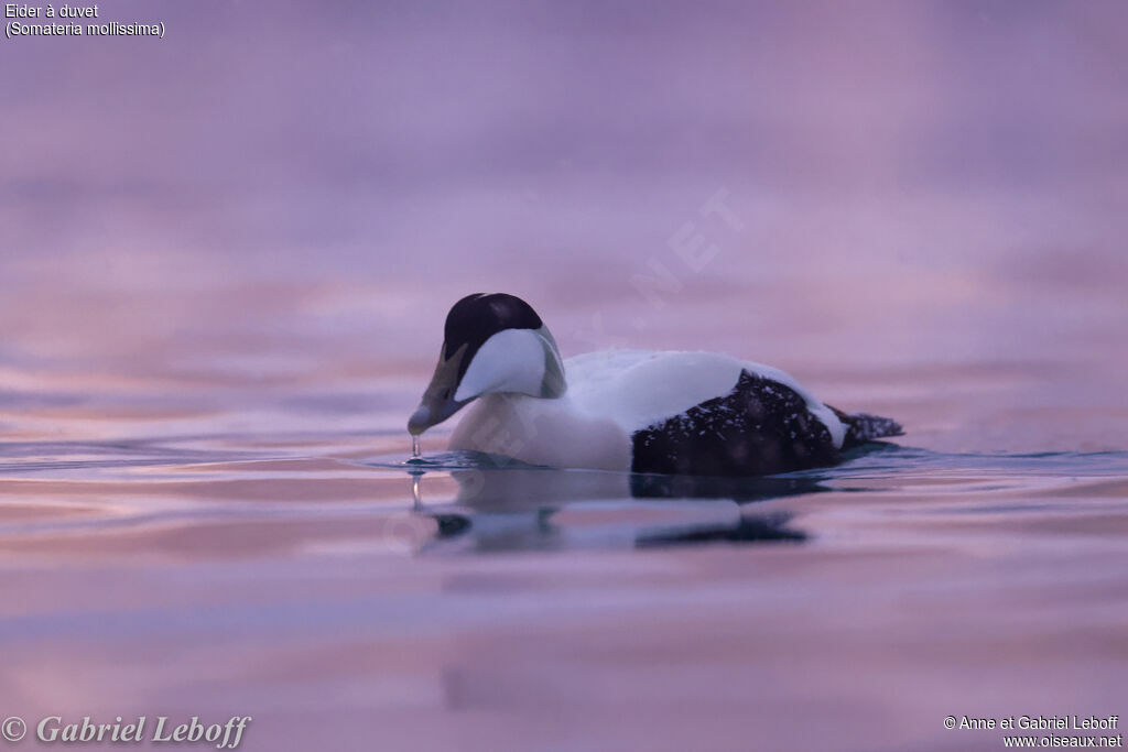 Eider à duvet mâle