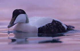 Common Eider