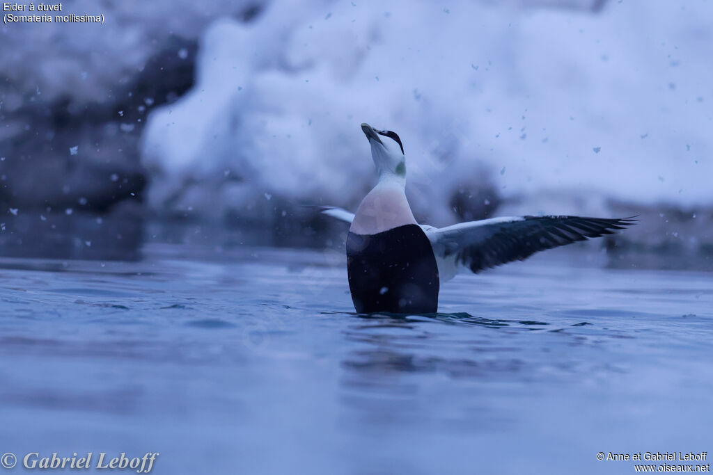 Eider à duvet mâle