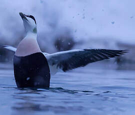 Eider à duvet