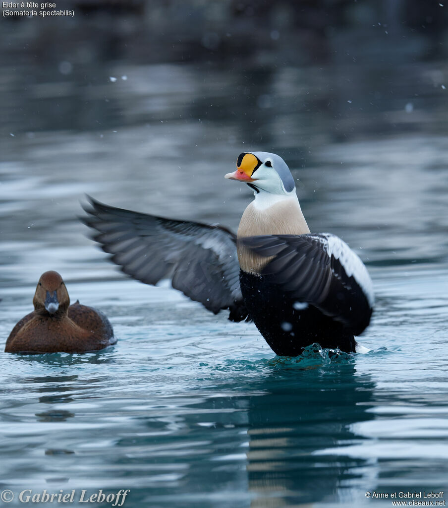 Eider à tête griseadulte