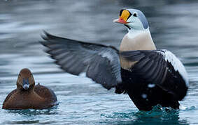 Eider à tête grise