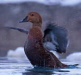 Eider à tête grise