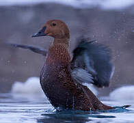 Eider à tête grise