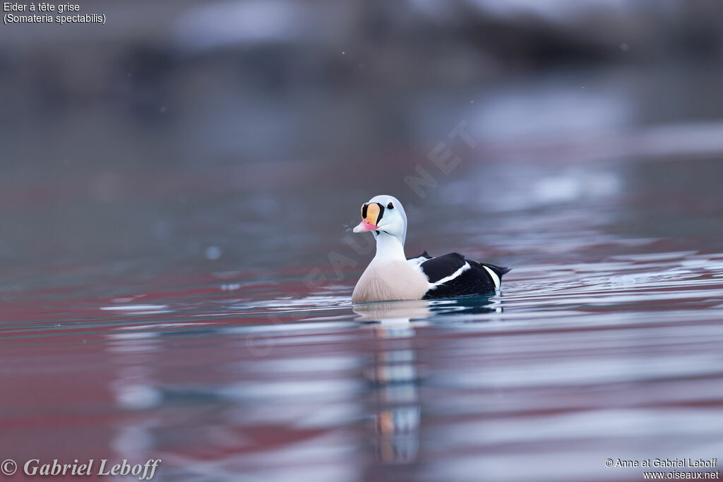 King Eider male