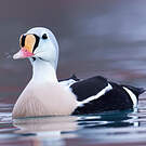 Eider à tête grise