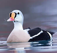 King Eider