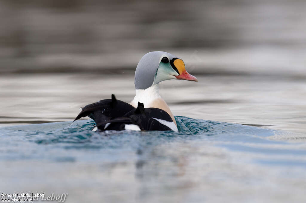 Eider à tête grise mâle adulte nuptial, pigmentation, nage