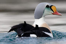 King Eider