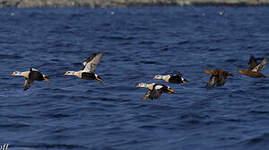 Eider à tête grise