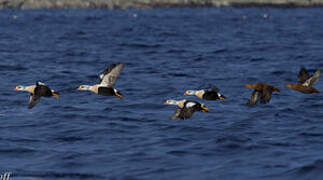 Eider à tête grise