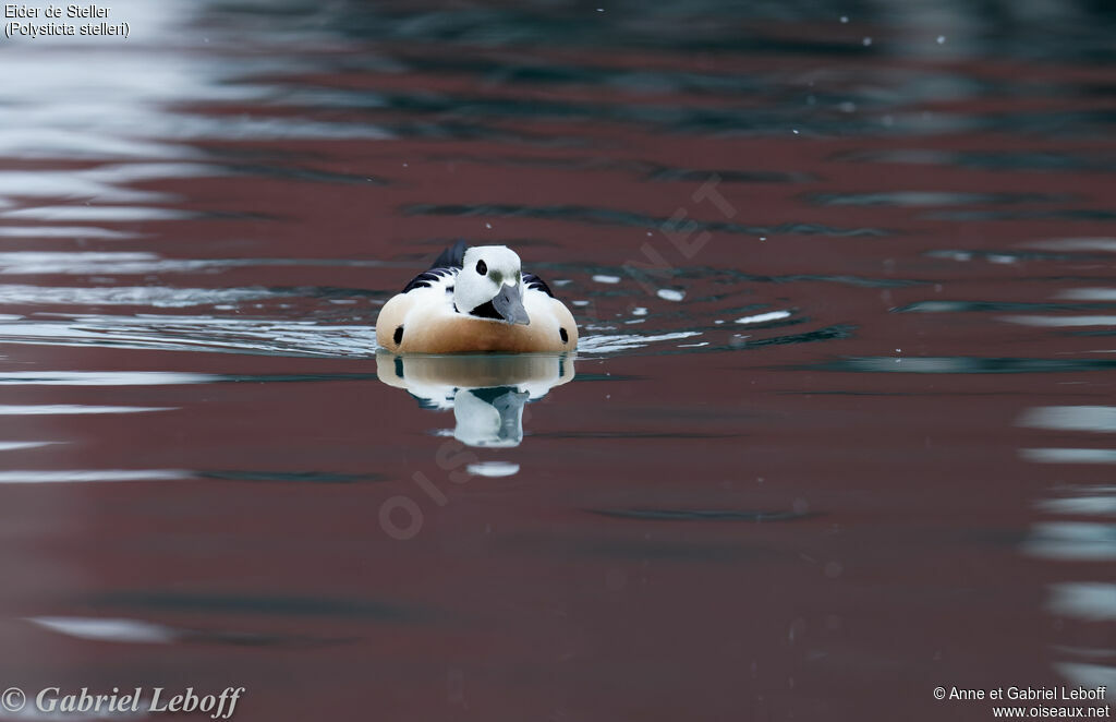 Eider de Steller mâle