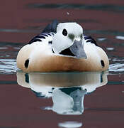 Steller's Eider