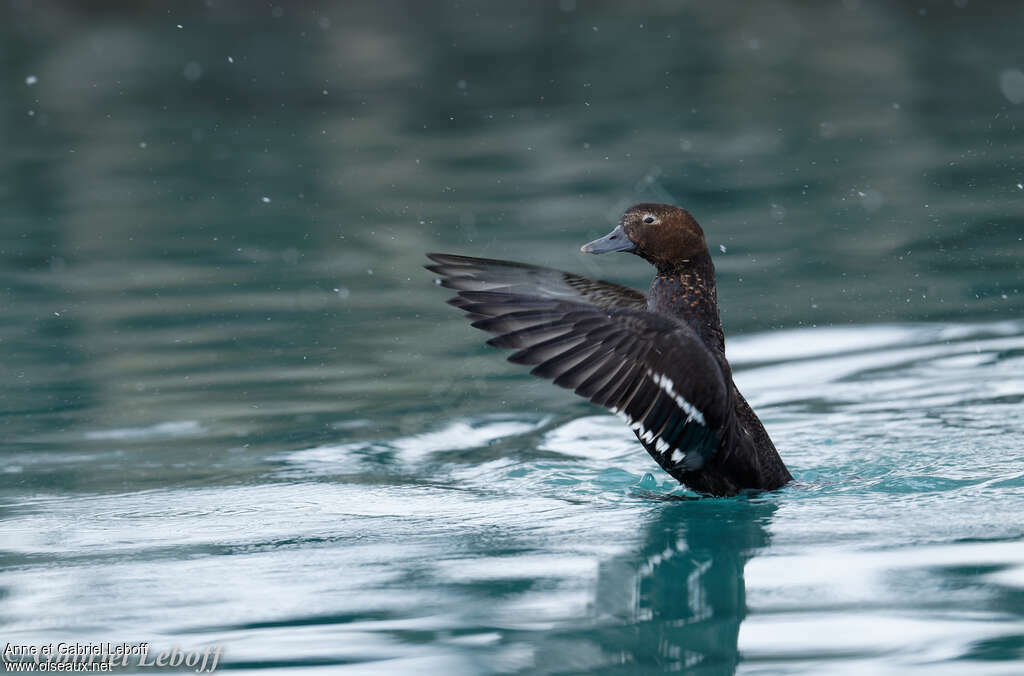 Steller's Eider female adult breeding, pigmentation, Behaviour