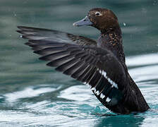 Steller's Eider