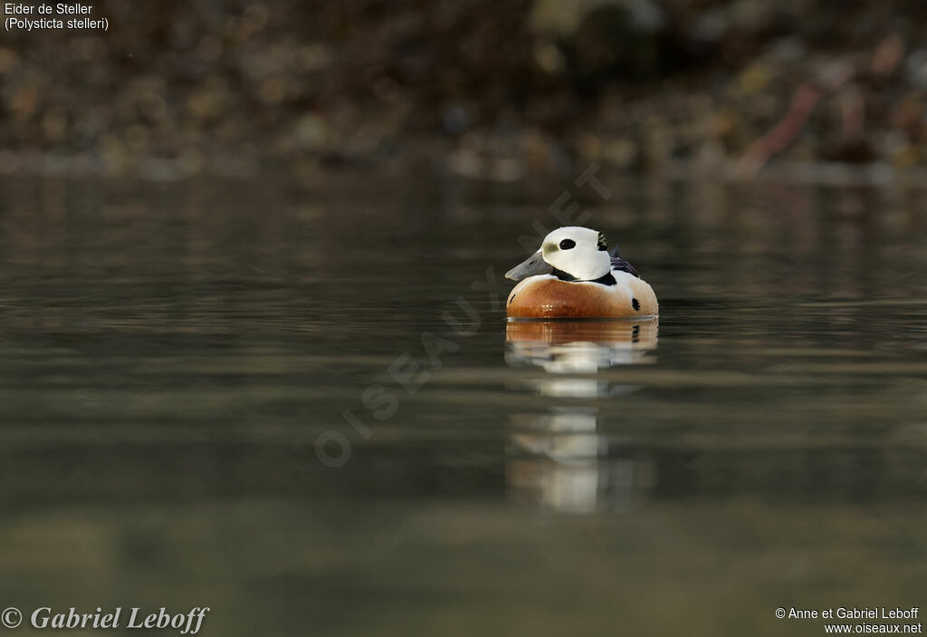 Eider de Steller mâle