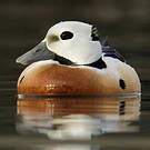 Eider de Steller