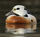 Eider de Steller