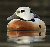 Steller's Eider