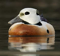 Eider de Steller