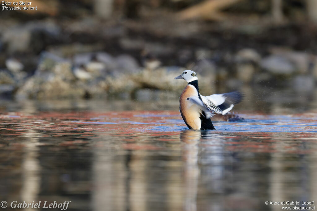 Eider de Steller mâle