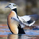 Eider de Steller