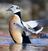 Steller's Eider