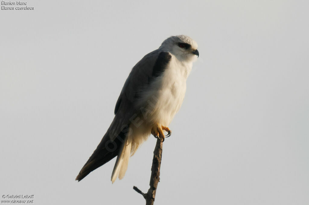 Black-winged Kite