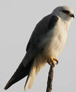 Black-winged Kite