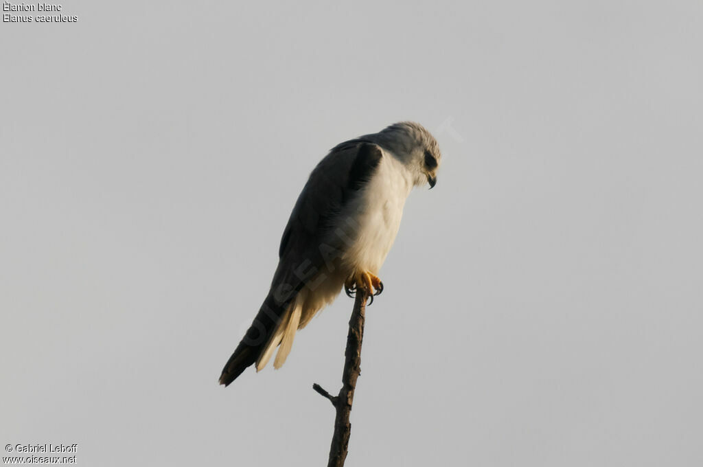 Black-winged Kite