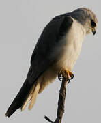 Black-winged Kite