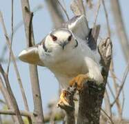 Pearl Kite