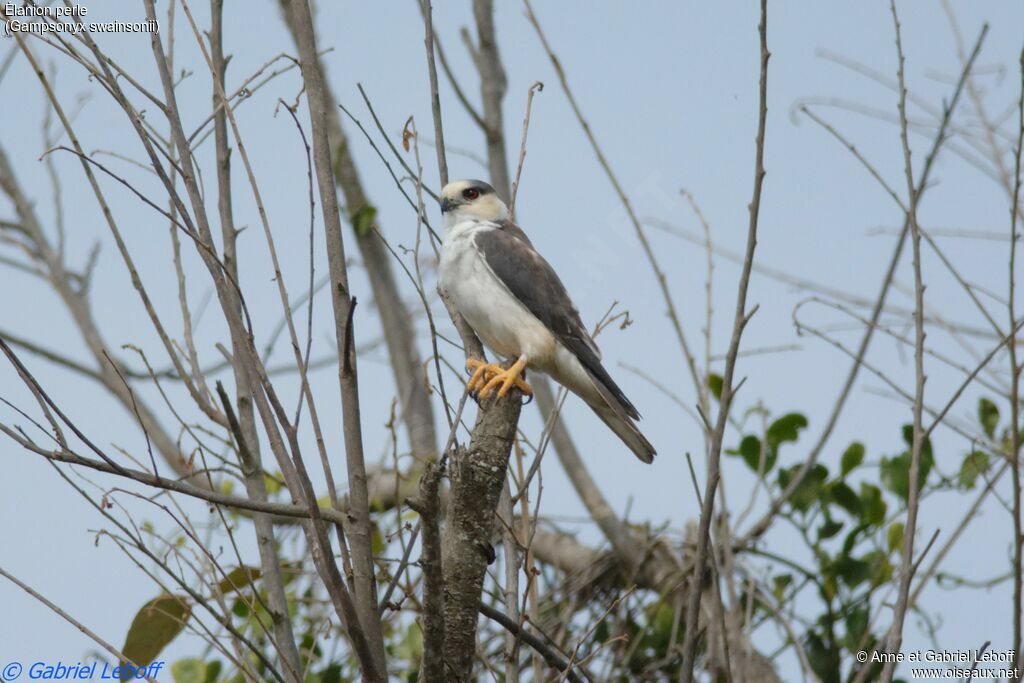 Pearl Kitesubadult