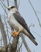 Pearl Kite