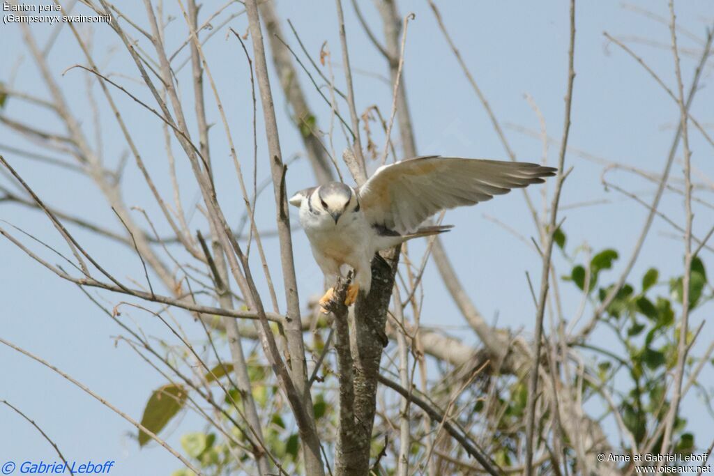 Pearl Kitesubadult