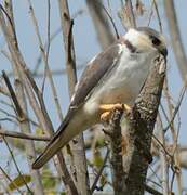 Pearl Kite