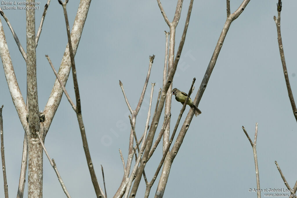 Yellow-bellied Elaenia